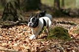 BOULEDOGUE FRANCAIS 1117